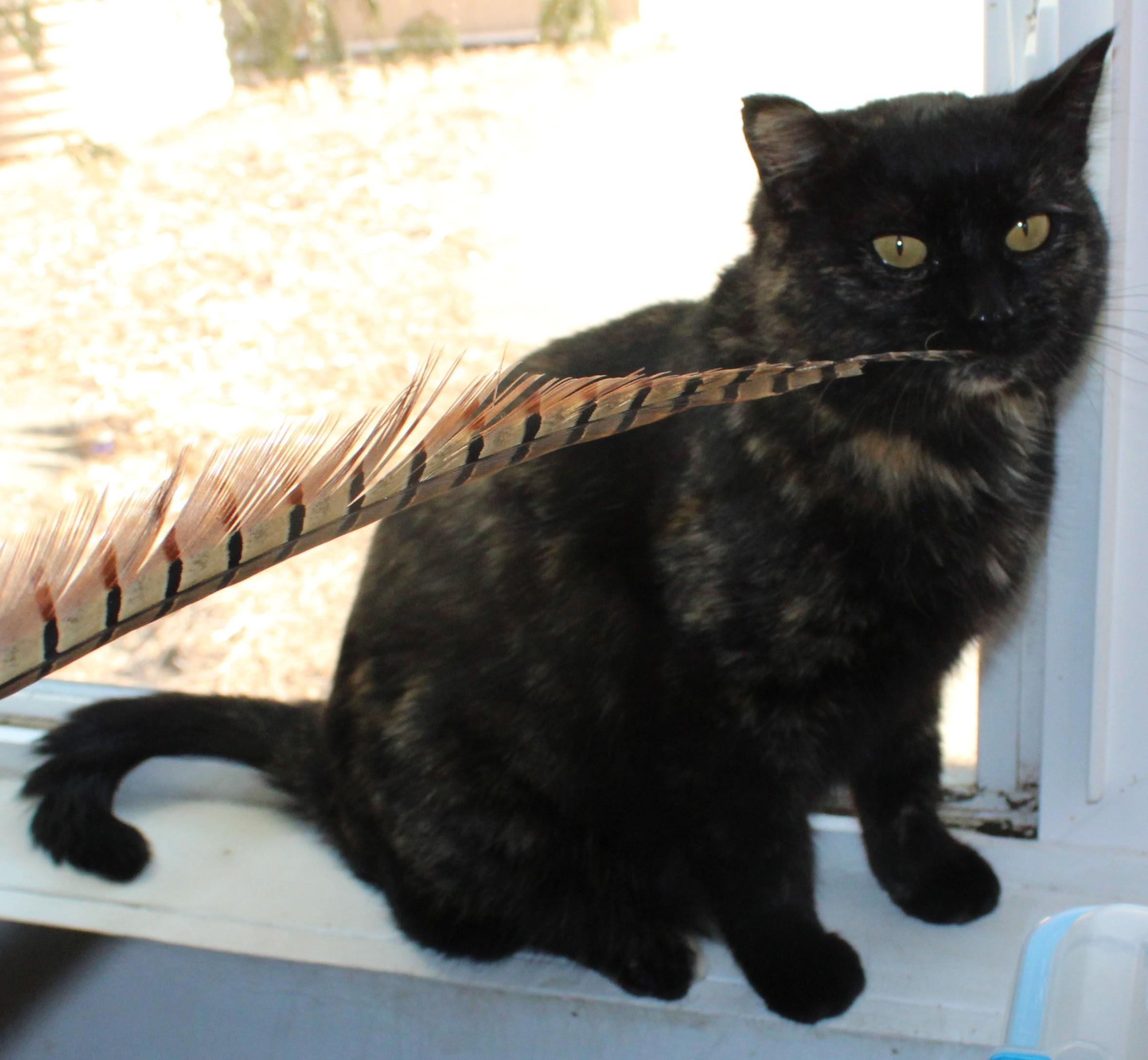 Enlarge Tangles, a ADOPTABLE mixed breed in Huron, SD image 4/4