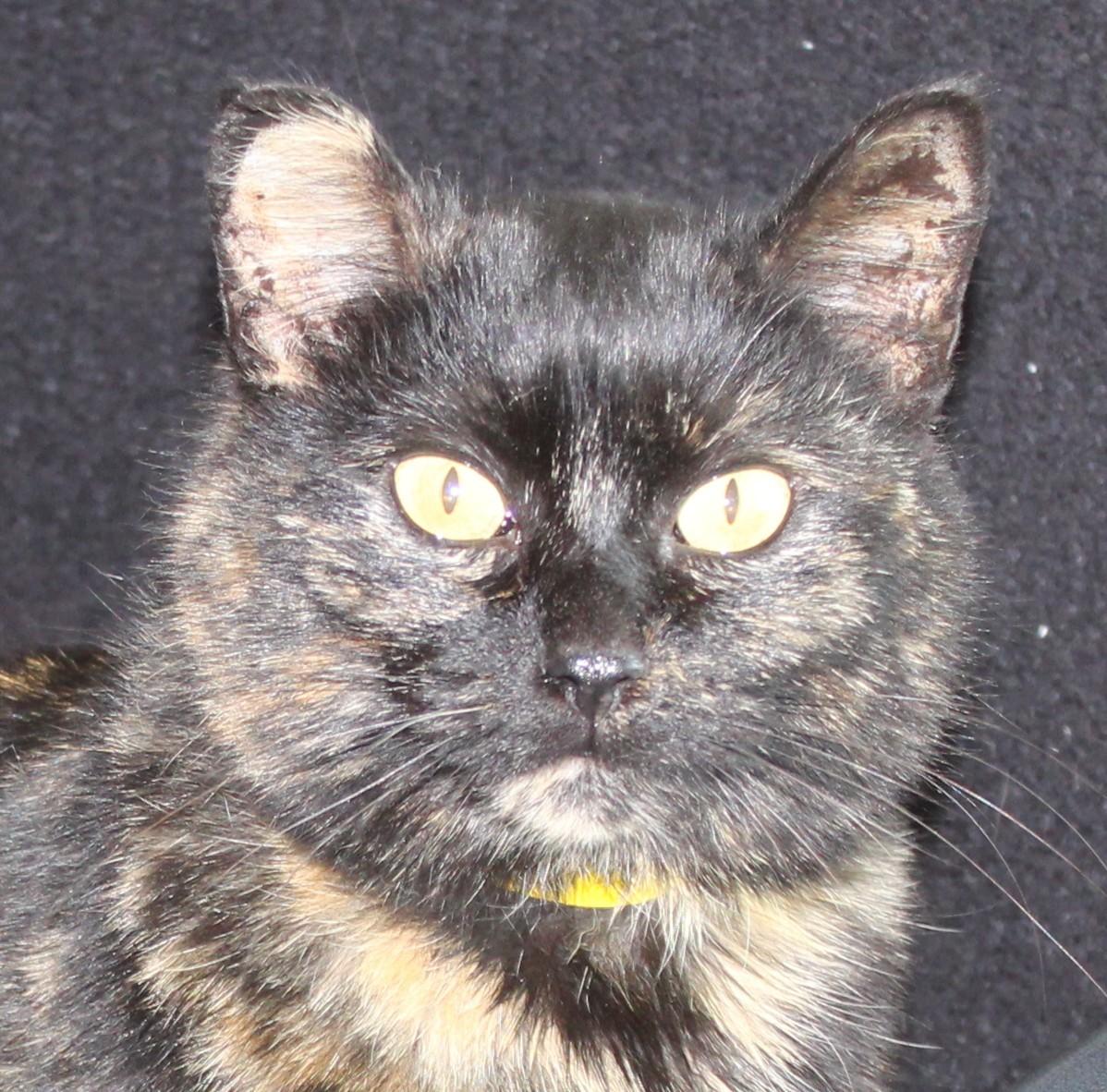 Enlarge Tangles, a ADOPTABLE mixed breed in Huron, SD image 2/4