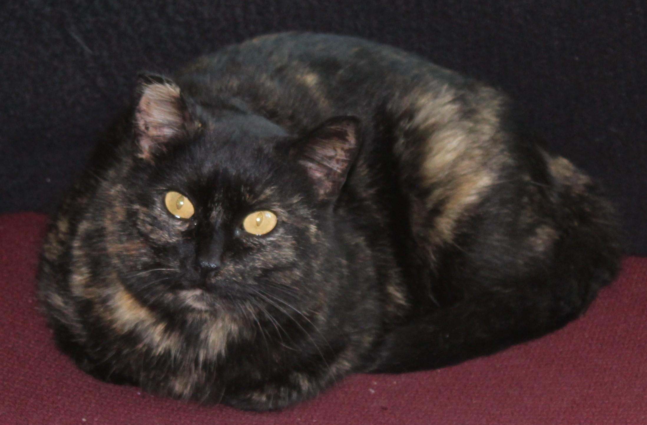 Enlarge Tangles, a ADOPTABLE mixed breed in Huron, SD image 3/4