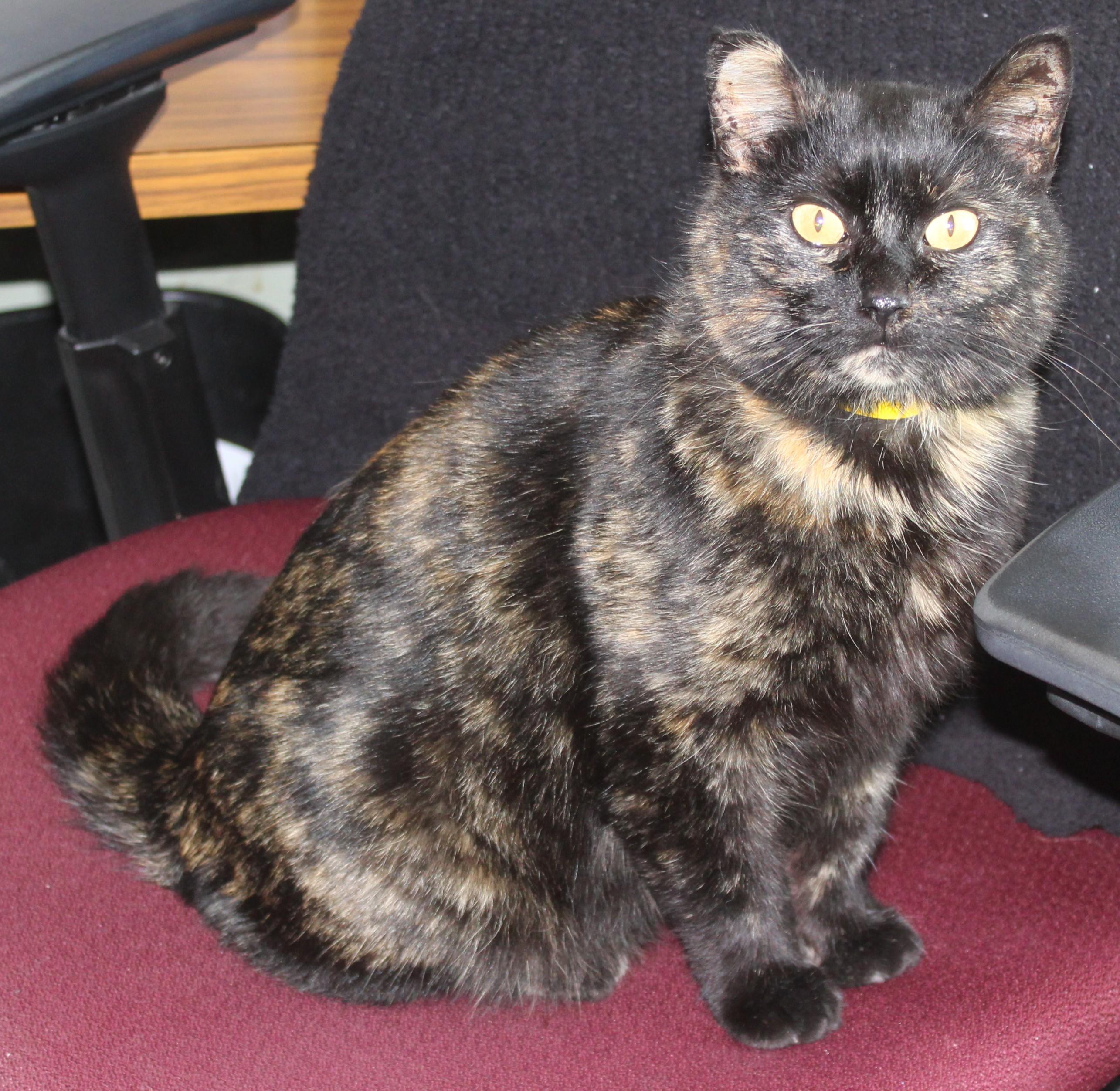 Tangles, ADOPTABLE, Adult Female Domestic Short Hair.