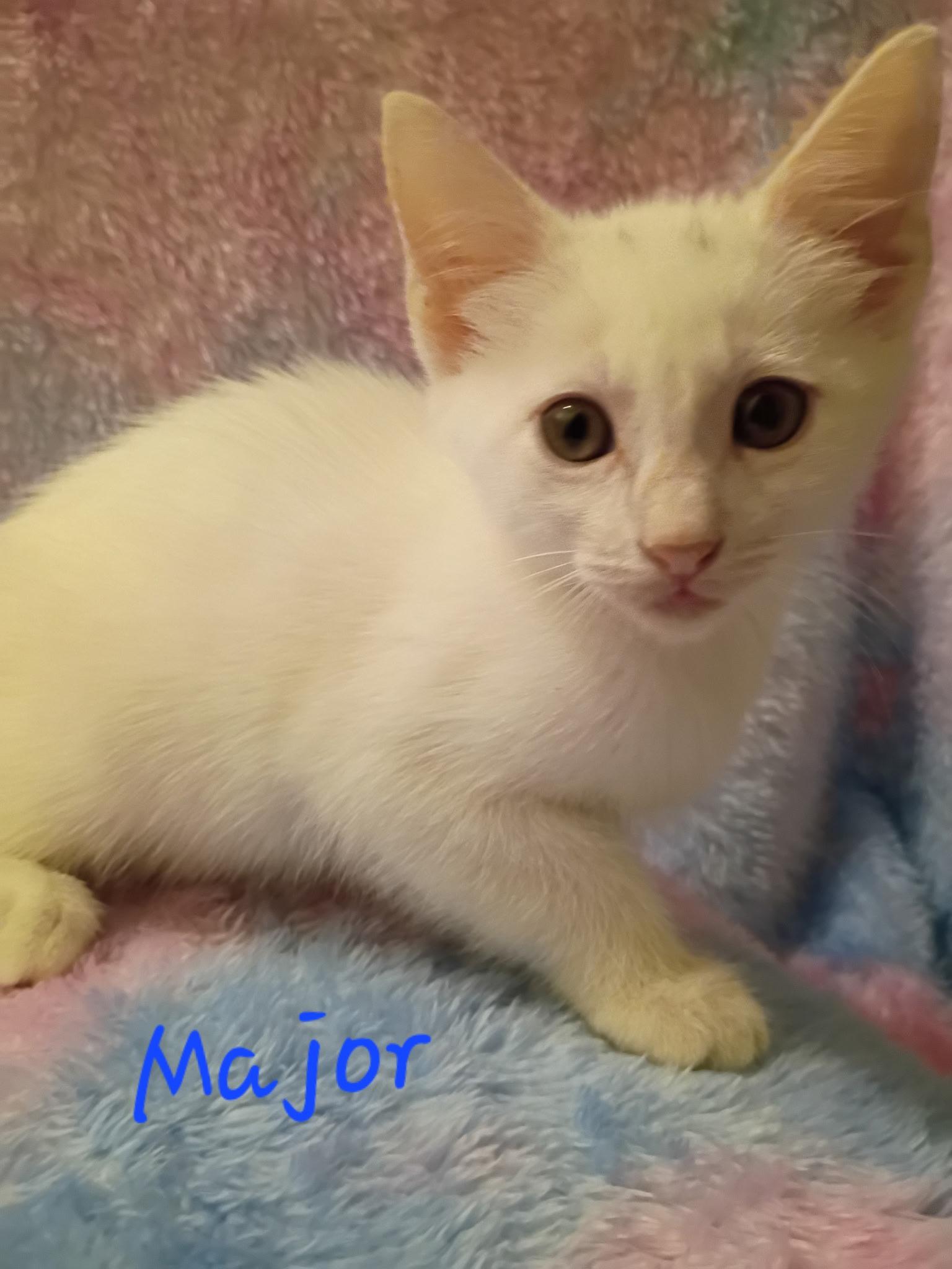 Enlarge Major, an adopted Domestic Short Hair in Mount Pleasant, TX image 1/1