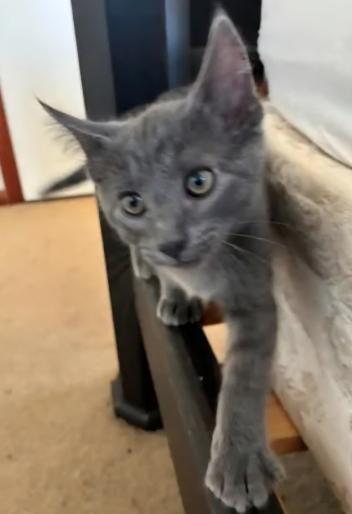Ali, ADOPTABLE, Kitten Male Russian Blue.