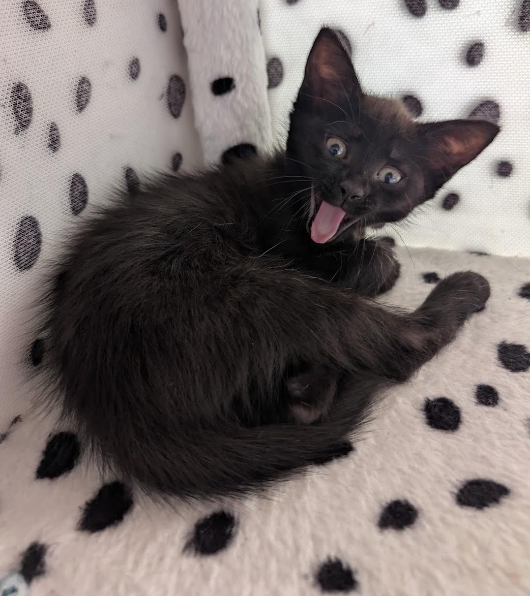 Enlarge Diesel, an adopted Domestic Short Hair in Granite Falls, NC image 2/6