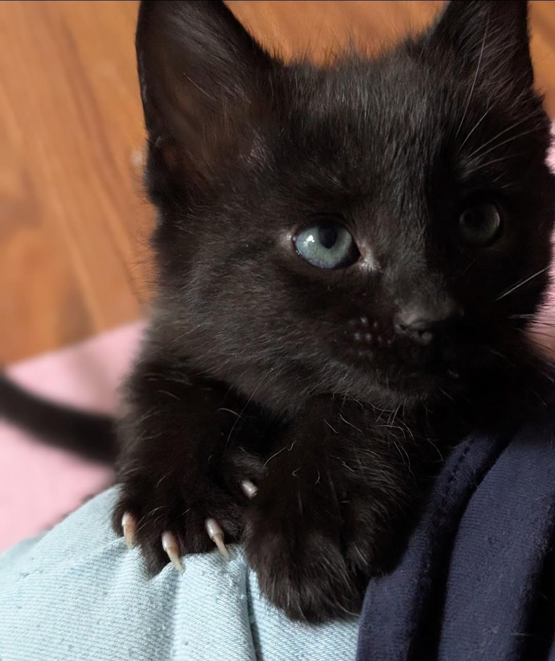 Enlarge Diesel, an adopted Domestic Short Hair in Granite Falls, NC image 5/6