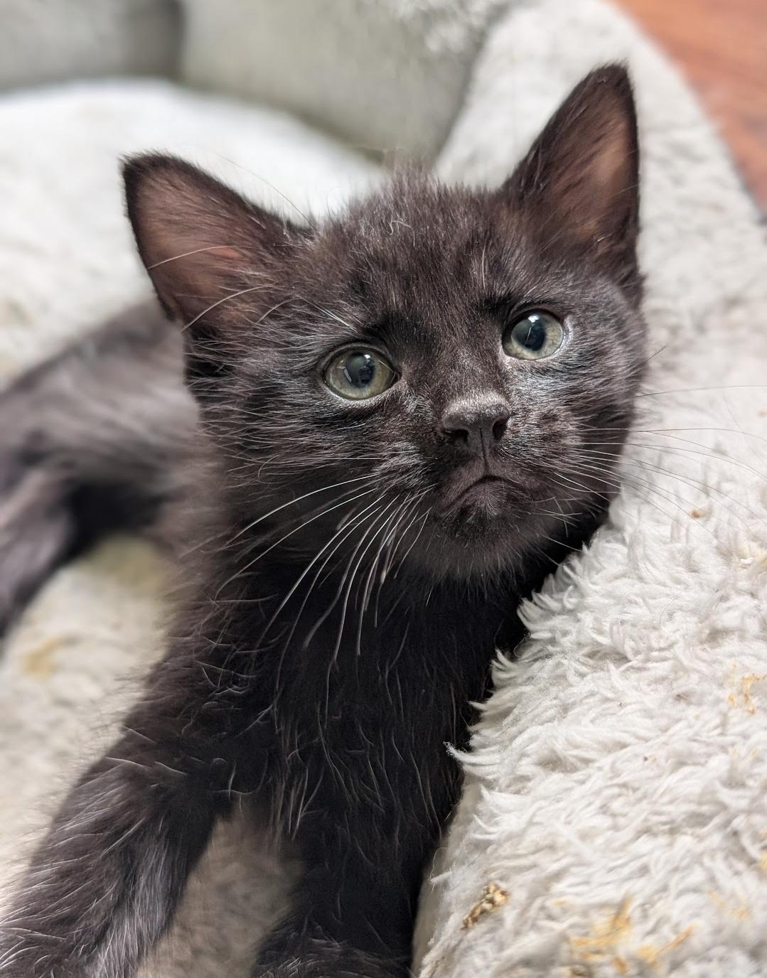 Enlarge Diesel, an adopted Domestic Short Hair in Granite Falls, NC image 6/6