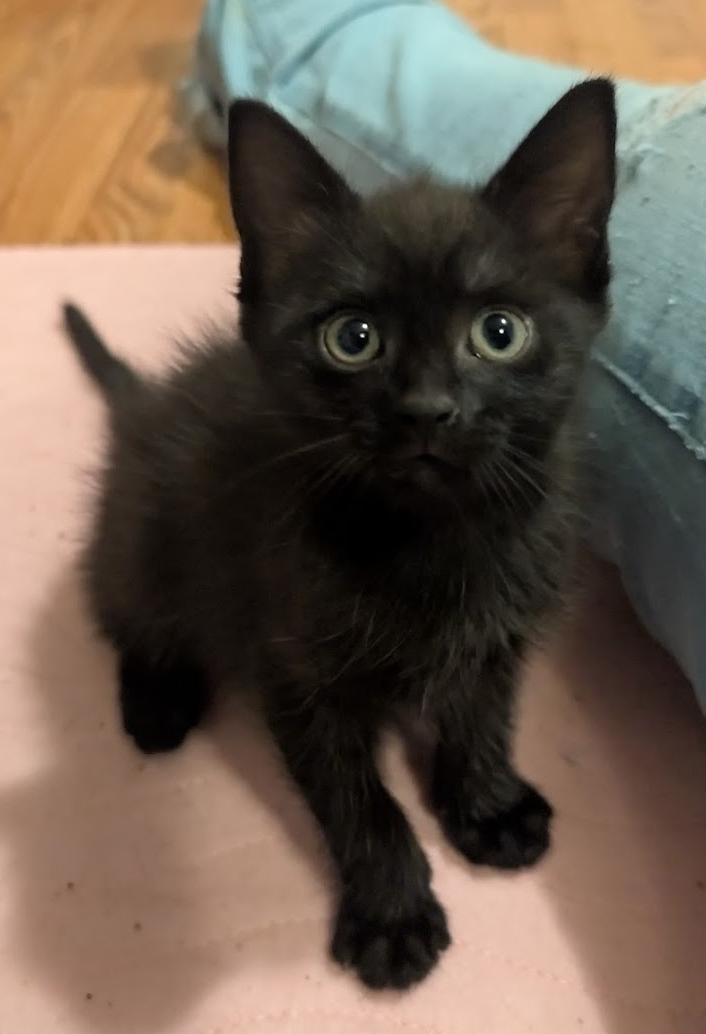 Enlarge Diesel, an adopted Domestic Short Hair in Granite Falls, NC image 1/6
