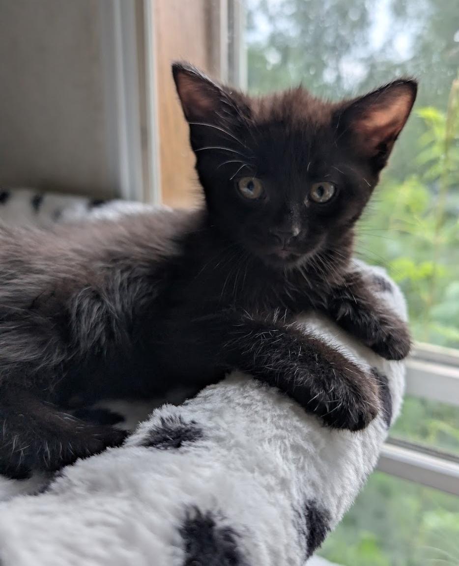 Enlarge Diesel, an adopted Domestic Short Hair in Granite Falls, NC image 3/6