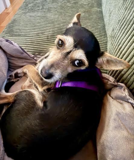 Lily, a Adoptable mixed breed in Orlando, FL image 2/6
