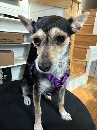 Lily, a Adoptable mixed breed in Orlando, FL image 4/6