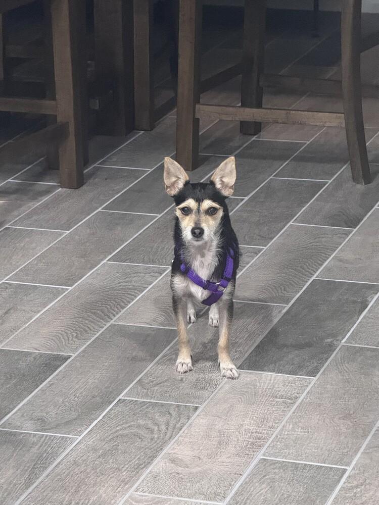 Lily, a Adoptable mixed breed in Orlando, FL image 5/6