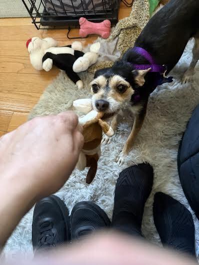 Lily, a Adoptable mixed breed in Orlando, FL image 6/6