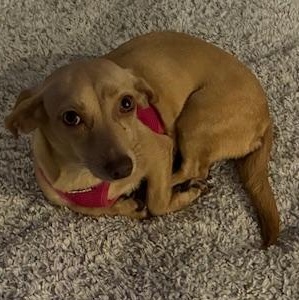 Bonnie, ADOPTABLE, Young Female Miniature Dachshund & Chihuahua.
