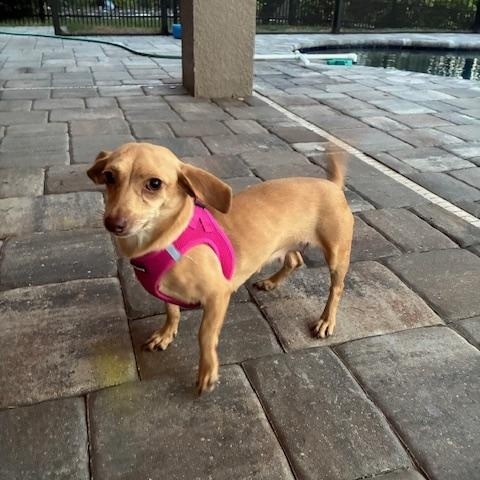 Enlarge Bonnie, a ADOPTABLE mixed breed in Bradenton, FL image 2/6