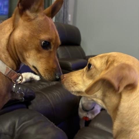 Enlarge Bonnie, a ADOPTABLE mixed breed in Bradenton, FL image 5/6