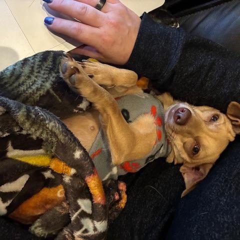 Enlarge Bonnie, a ADOPTABLE mixed breed in Bradenton, FL image 3/6