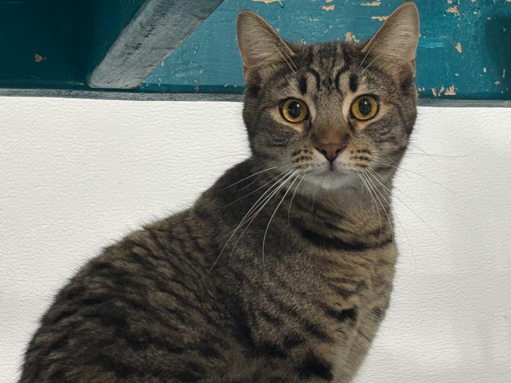 Fritzy, a Adoptable mixed breed in Powell, OH image 1/2