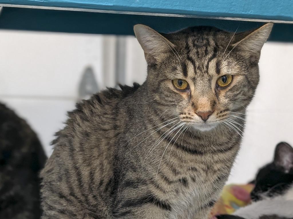 Enlarge Fritzy, a Adoptable mixed breed in Powell, OH image 2/3