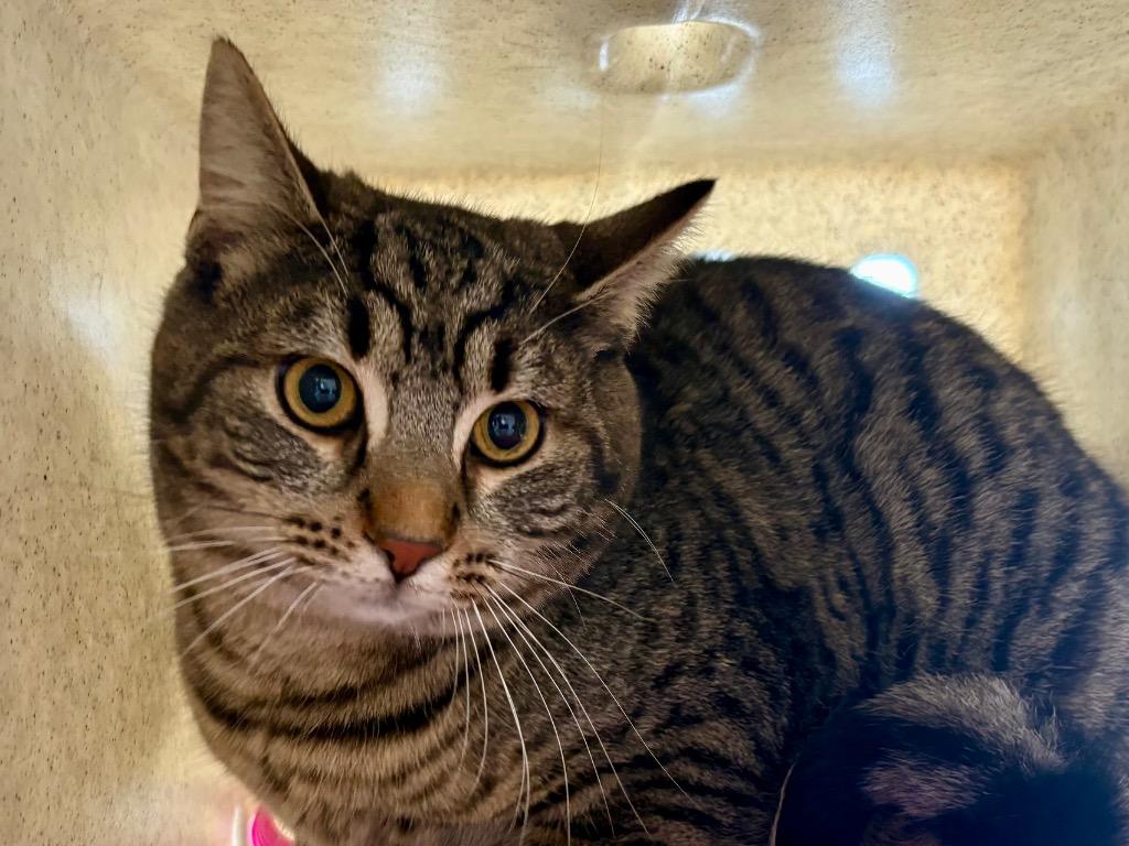 Enlarge Fritzy, a Adoptable mixed breed in Powell, OH image 1/1