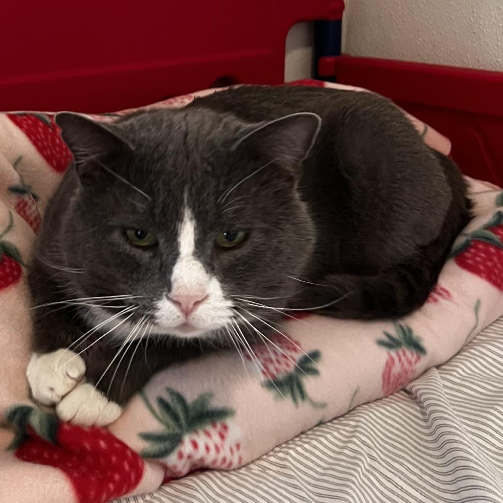 Enlarge Paul, a Adoptable Domestic Short Hair in Brighton, MO image 1/6