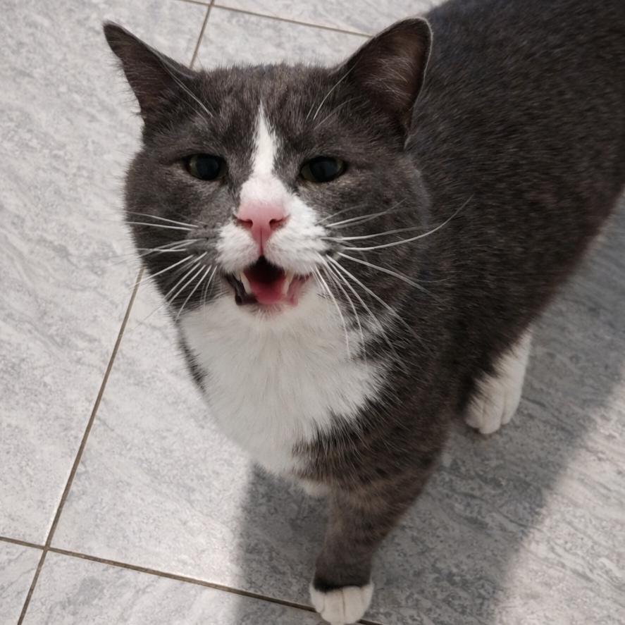 Enlarge Paul, a Adoptable Domestic Short Hair in Brighton, MO image 2/6