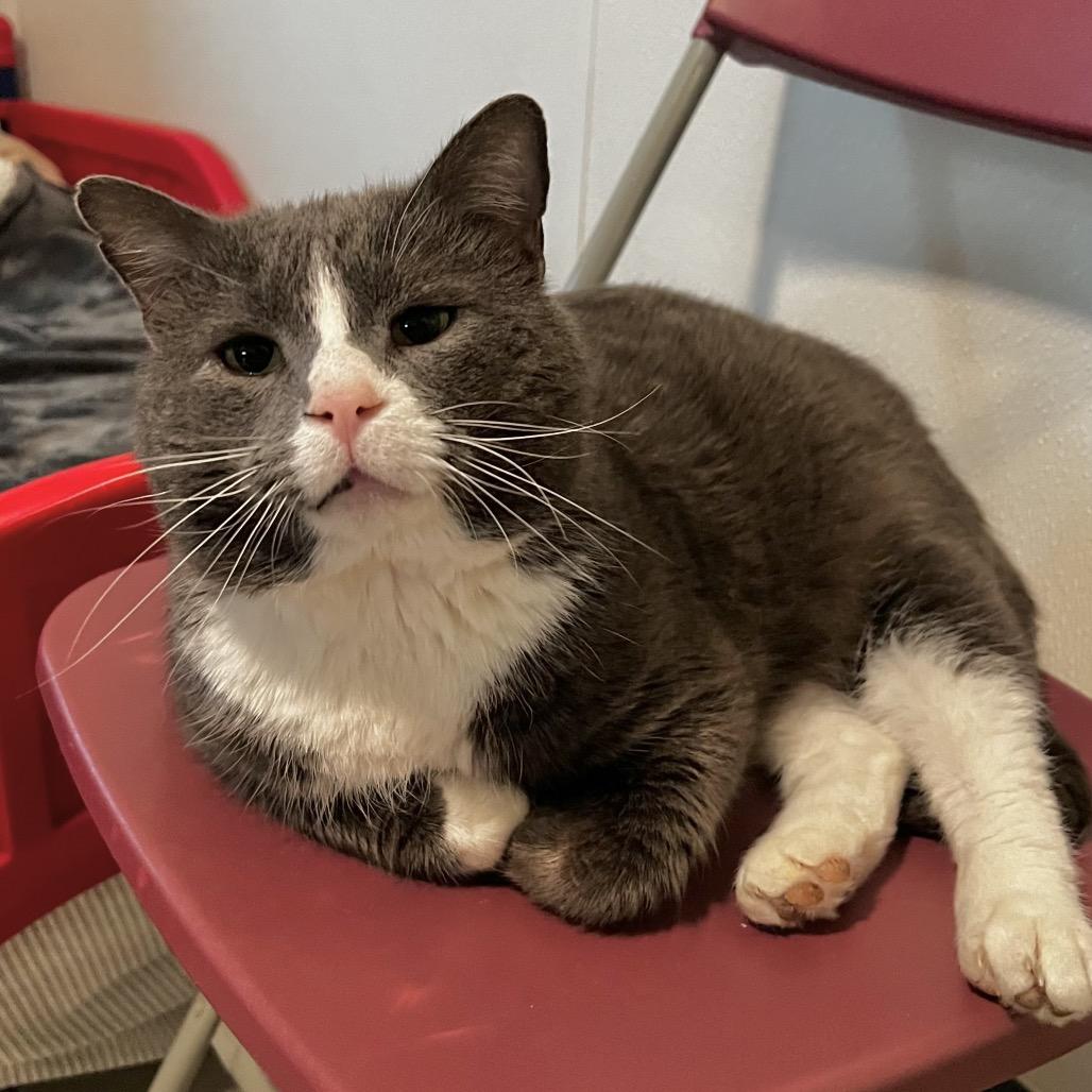 Enlarge Paul, a Adoptable Domestic Short Hair in Brighton, MO image 3/6