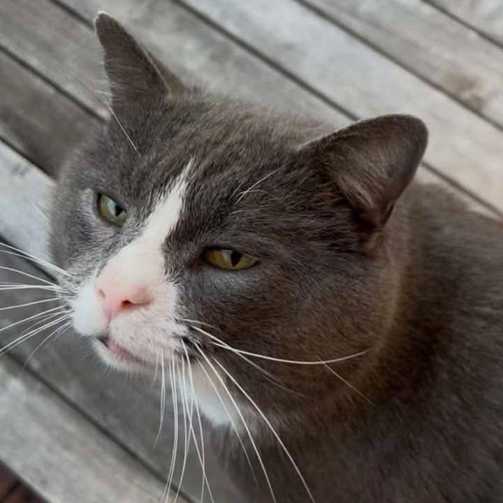 Enlarge Paul, a Adoptable Domestic Short Hair in Brighton, MO image 4/6