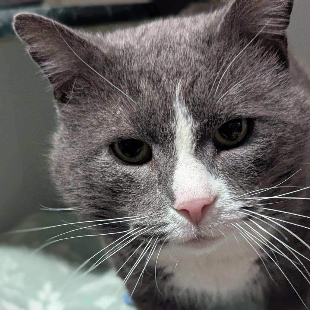 Enlarge Paul, a Adoptable Domestic Short Hair in Brighton, MO image 5/6