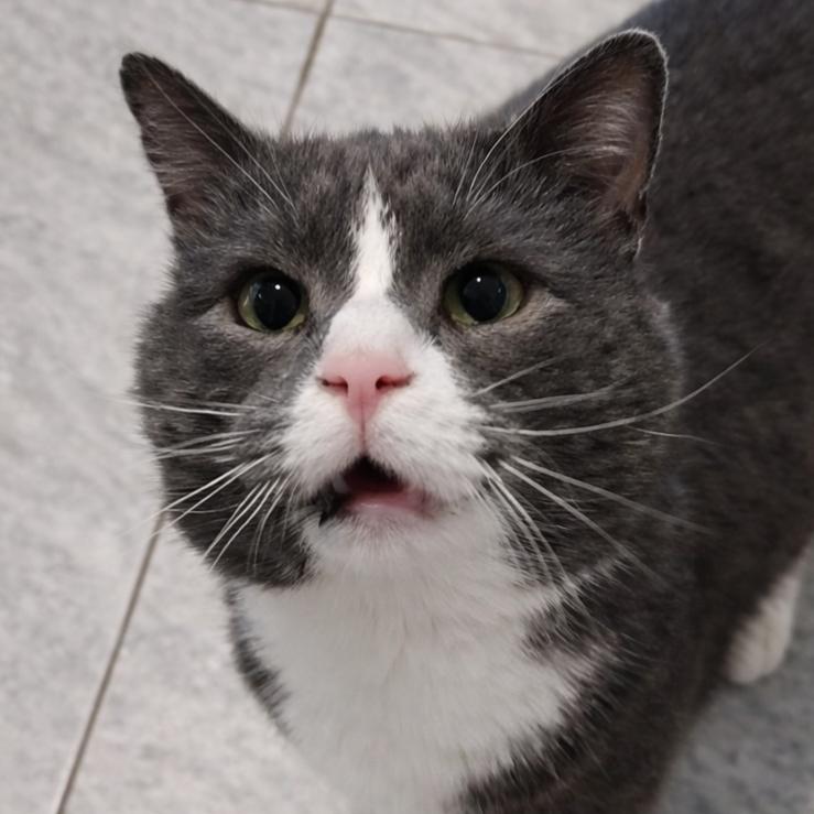 Enlarge Paul, a Adoptable Domestic Short Hair in Brighton, MO image 6/6