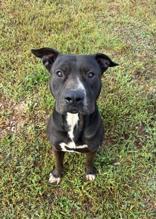 Rowan, Adoptable, Adult Male American Staffordshire Terrier.