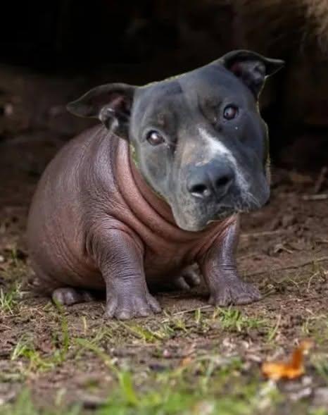Enlarge Rowan, a Adoptable mixed breed in Munfordville, KY image 3/3