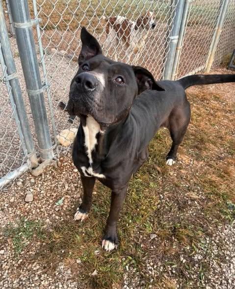 Enlarge Rowan, a Adoptable mixed breed in Munfordville, KY image 2/3