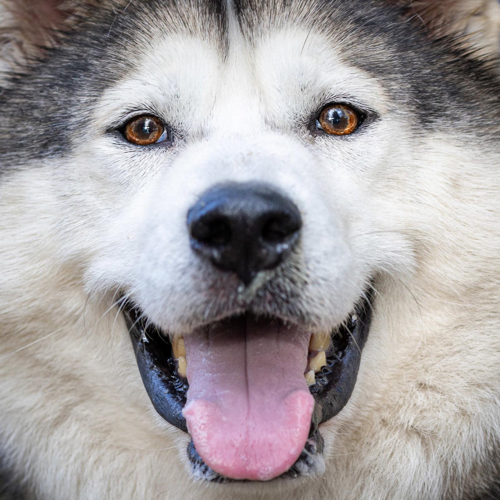 JERICHO, Adopted, Adult Male Alaskan Malamute.