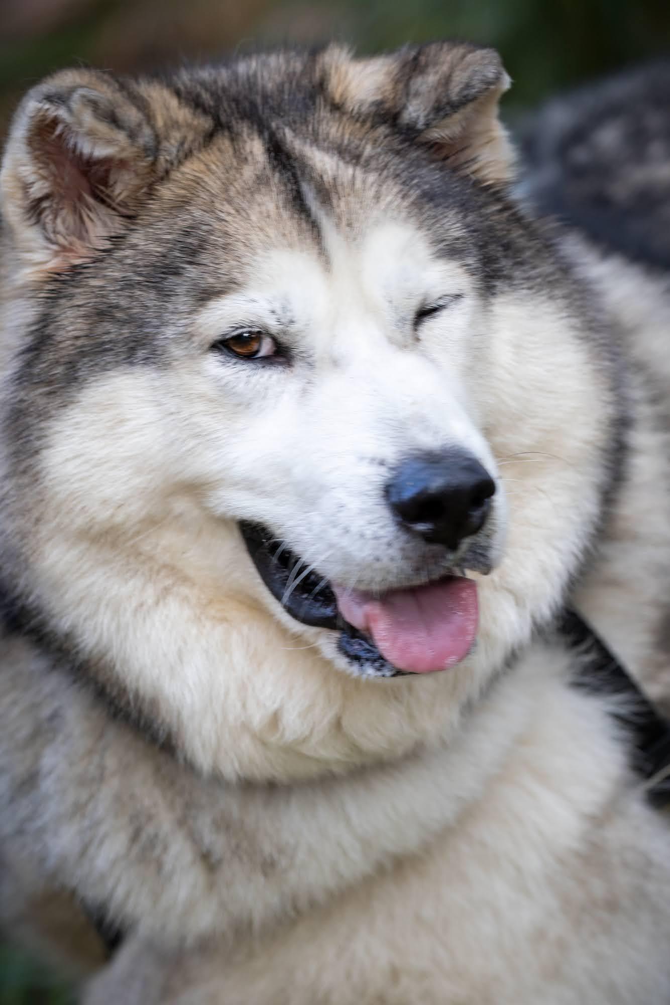 Enlarge JERICHO, a Adopted Alaskan Malamute in Seattle, WA image 2/3