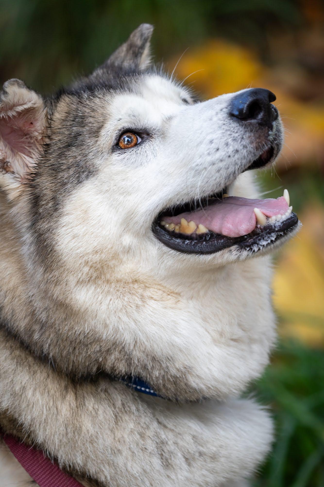 Enlarge JERICHO, a Adopted Alaskan Malamute in Seattle, WA image 3/3