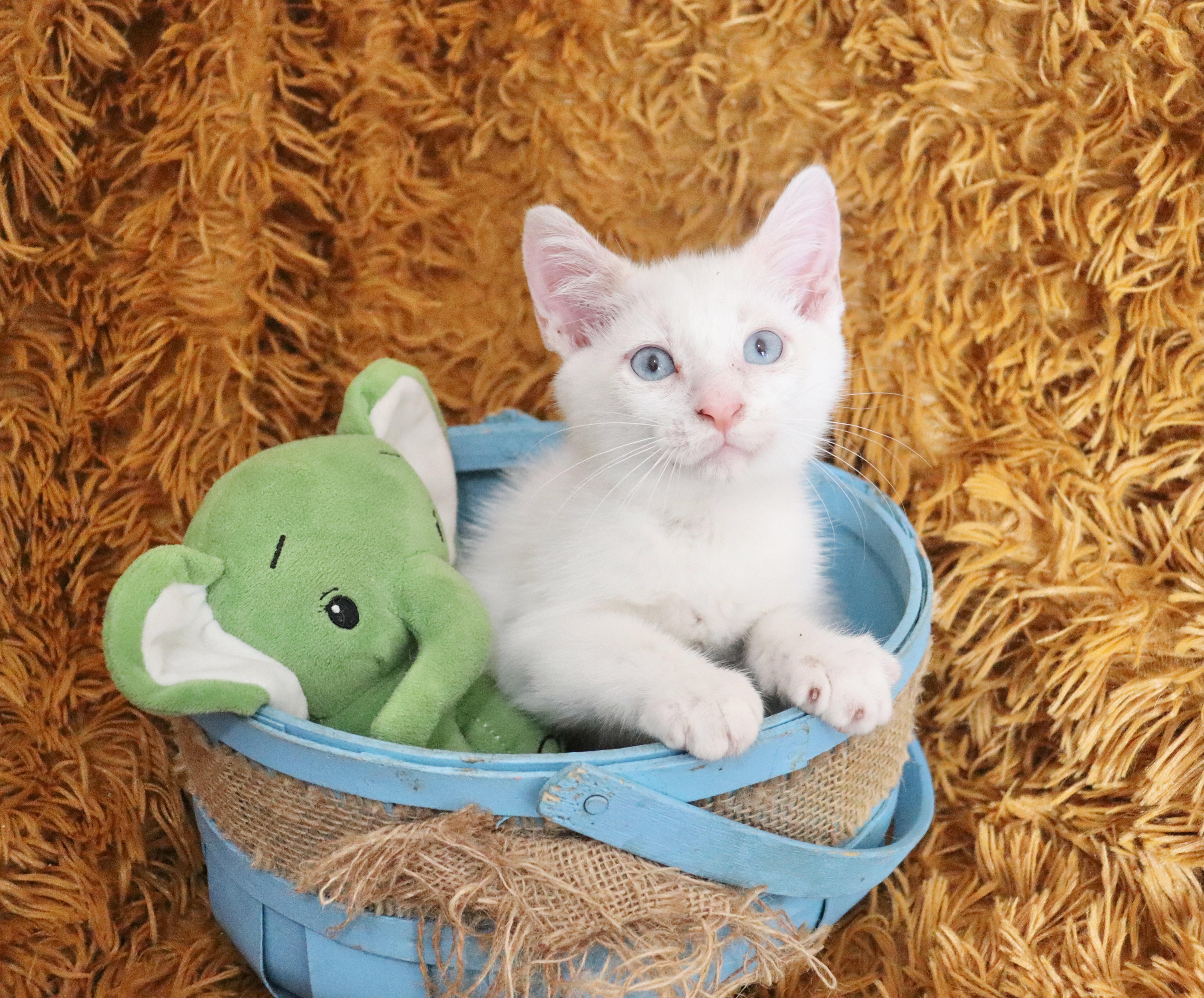 Winter, an adopted mixed breed in Saint Augustine, FL image 4/6