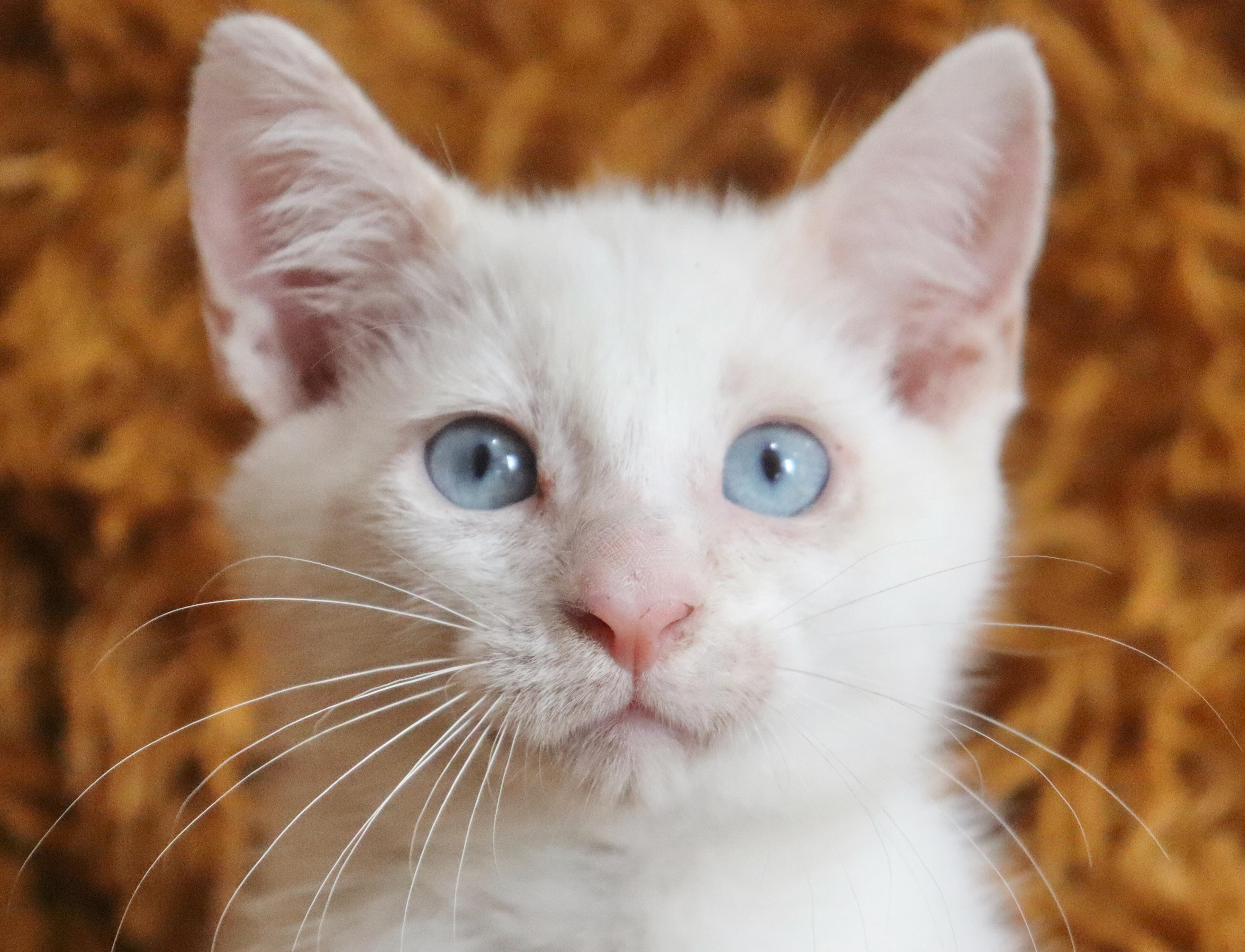Winter, an adopted mixed breed in Saint Augustine, FL image 5/6