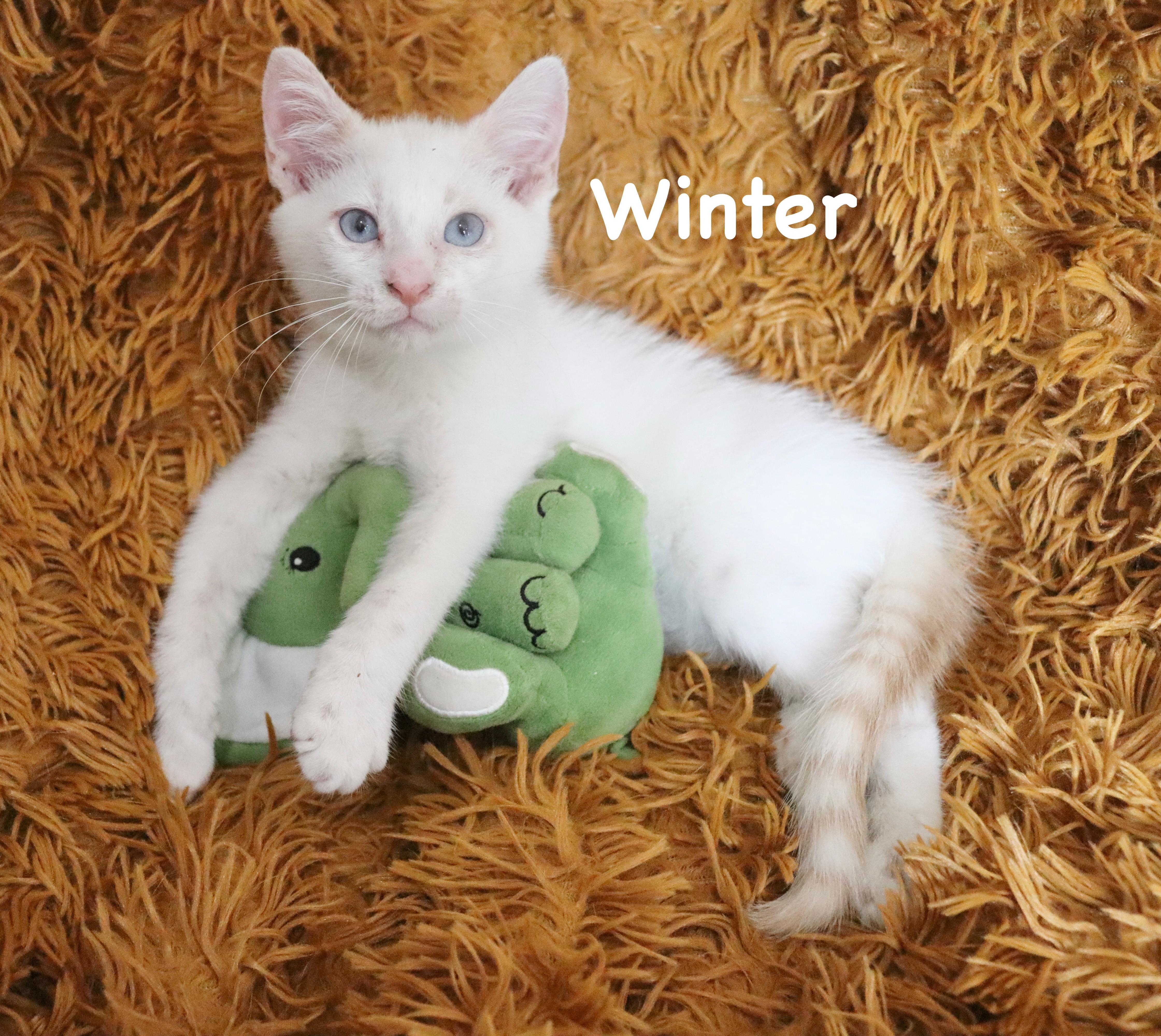 Winter, an adopted mixed breed in Saint Augustine, FL image 1/6