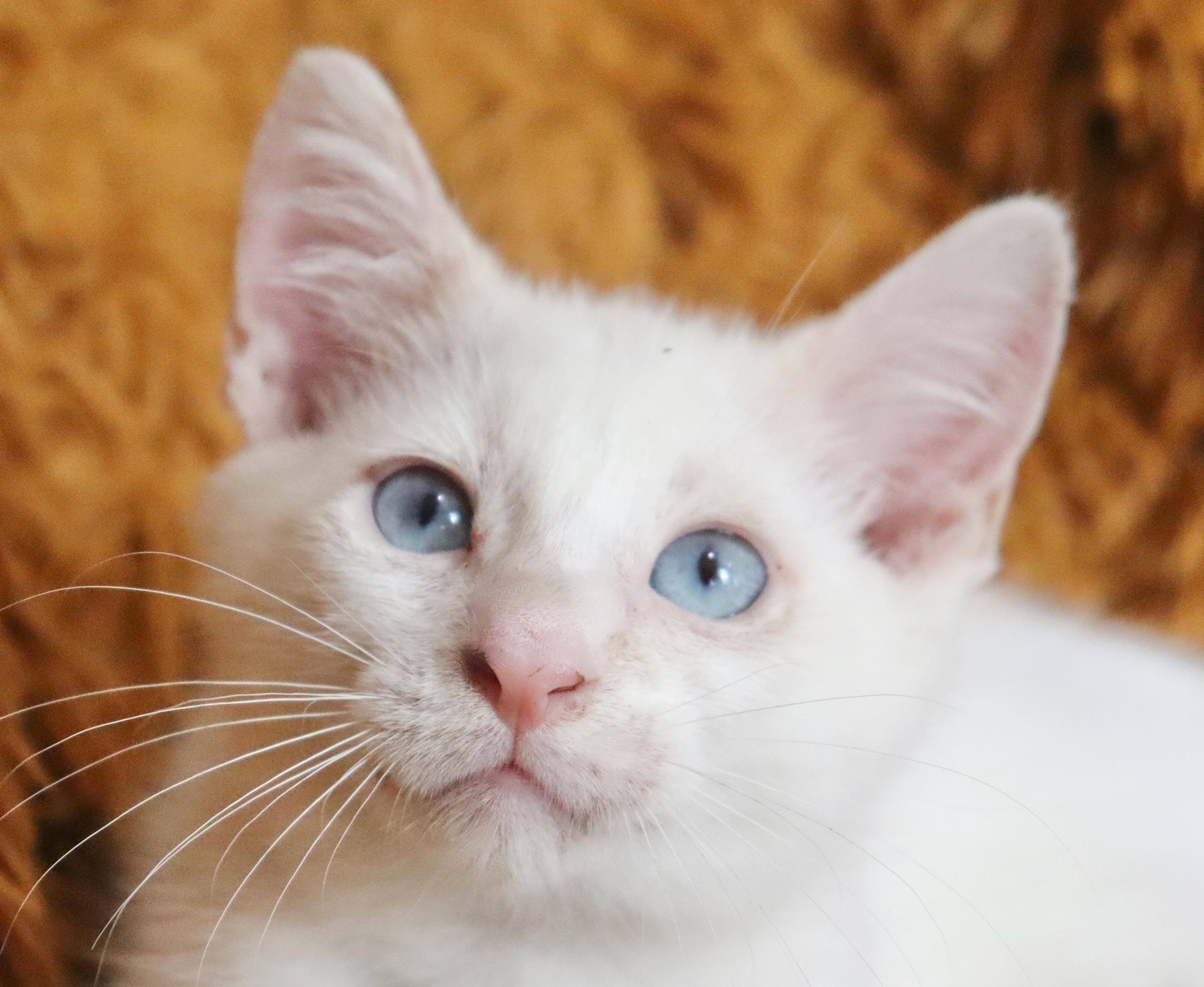Winter, an adopted mixed breed in Saint Augustine, FL image 2/6