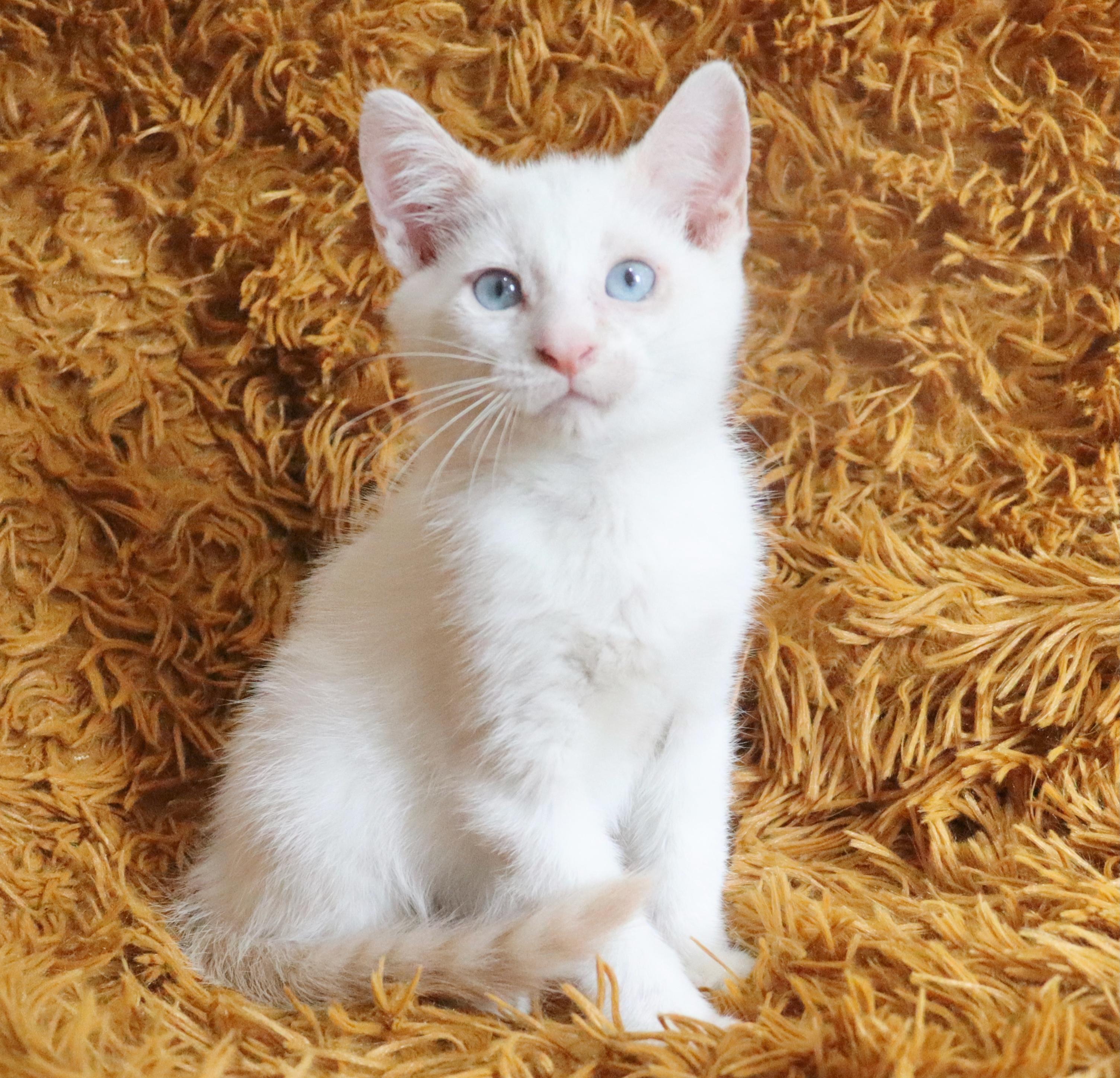 Winter, an adopted mixed breed in Saint Augustine, FL image 3/6