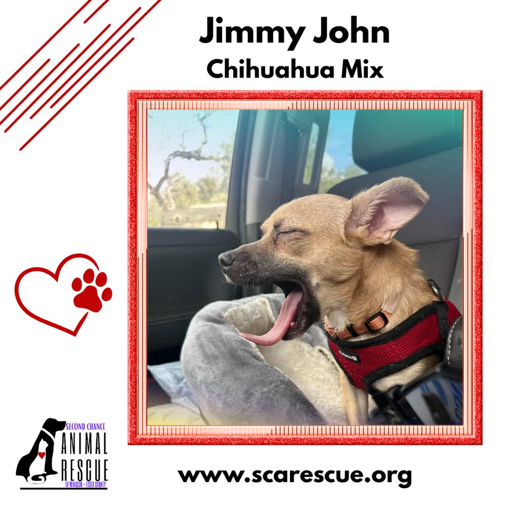Jimmy John (JJ), Adoptable, Young Male Chihuahua.