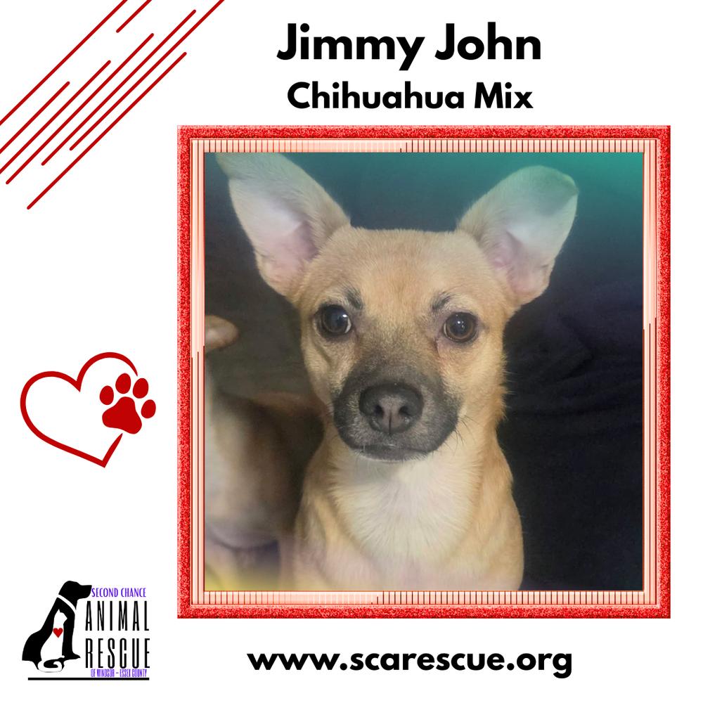 Enlarge Jimmy John (JJ), a Adoptable mixed breed in Windsor, ON image 2/6