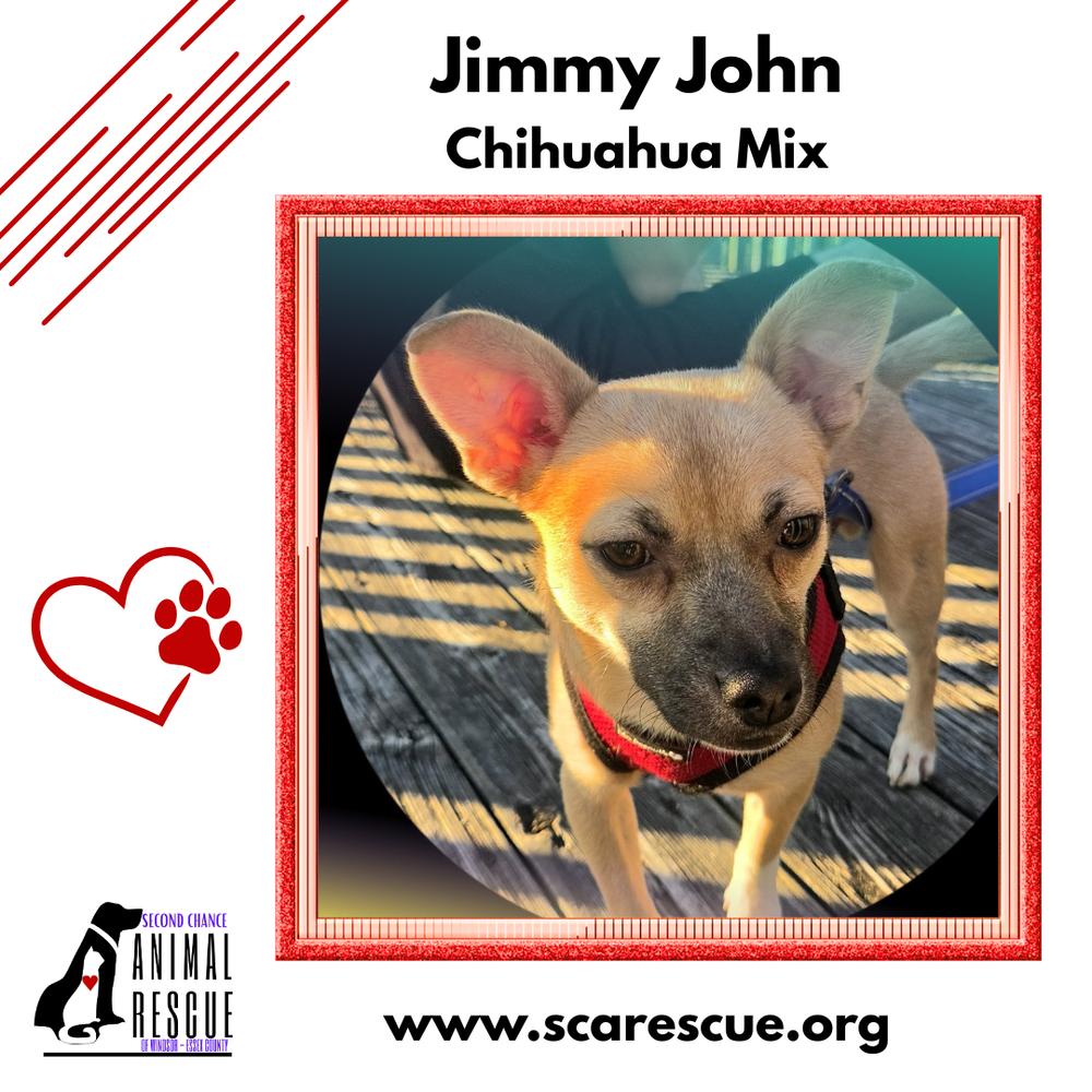 Enlarge Jimmy John (JJ), a Adoptable mixed breed in Windsor, ON image 3/6