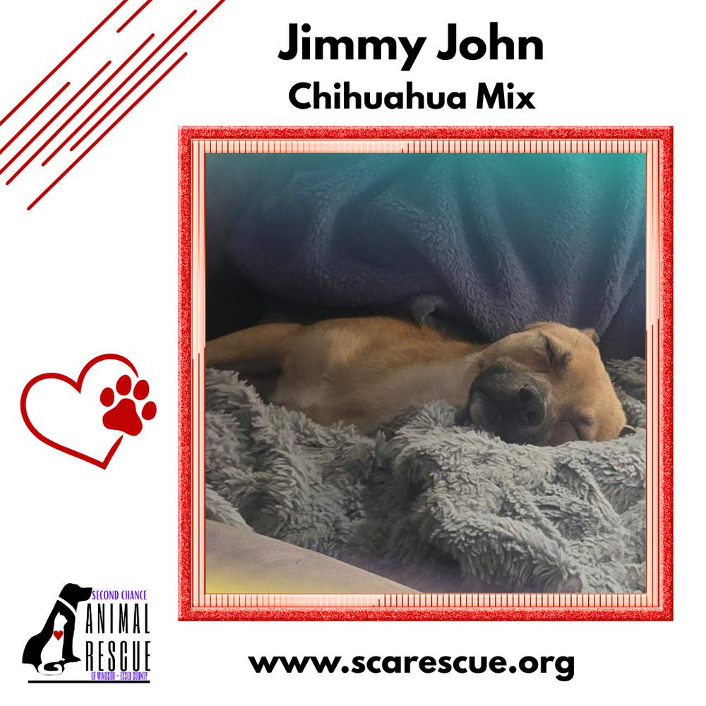 Enlarge Jimmy John (JJ), a Adoptable mixed breed in Windsor, ON image 4/6