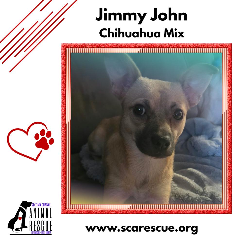 Enlarge Jimmy John (JJ), a Adoptable mixed breed in Windsor, ON image 5/6