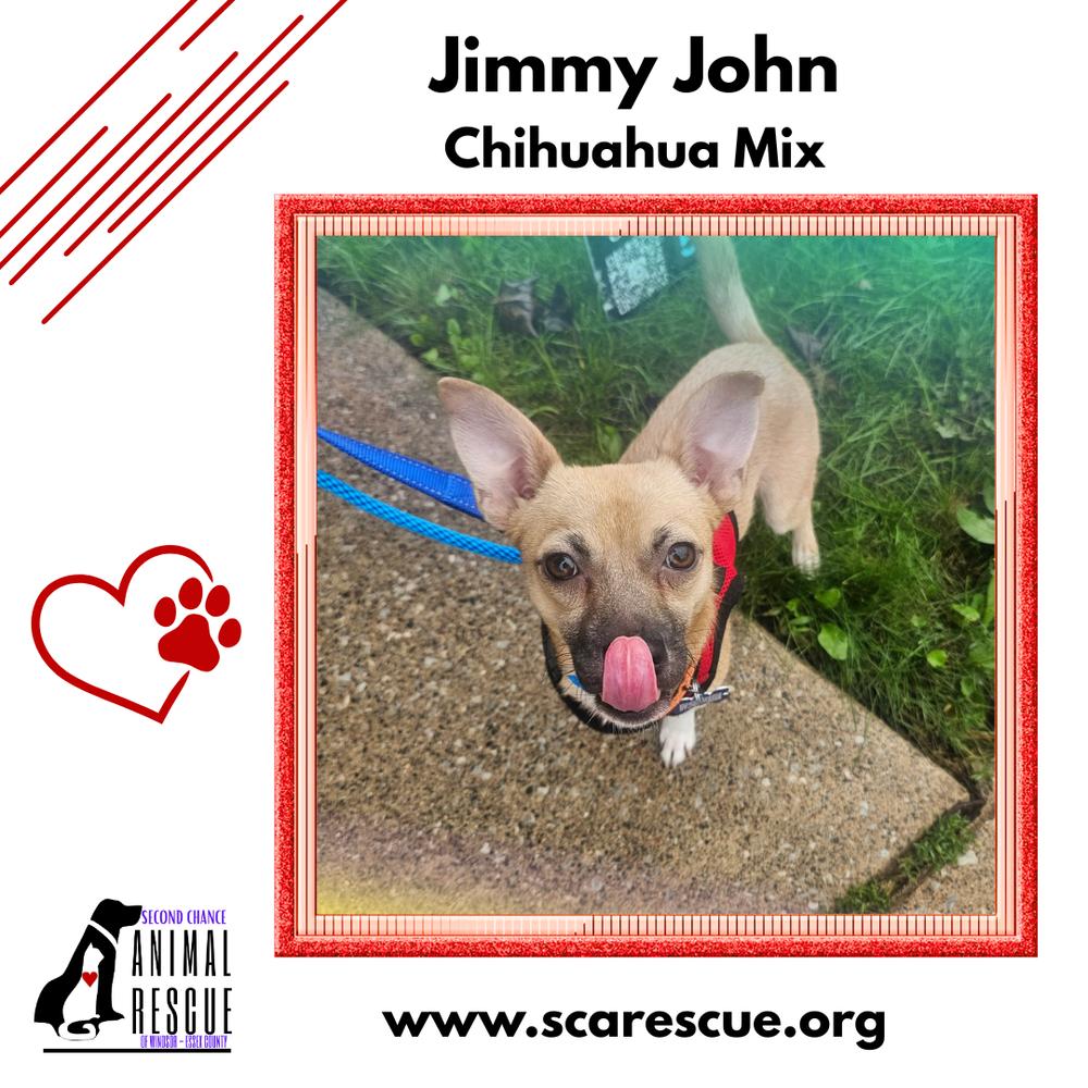 Enlarge Jimmy John (JJ), a Adoptable mixed breed in Windsor, ON image 6/6