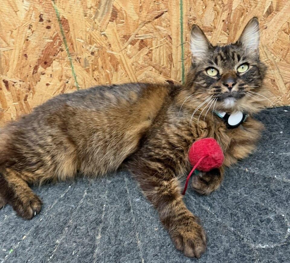 Enlarge Monkey, a ADOPTABLE Maine Coon in Terrell, TX image 1/1