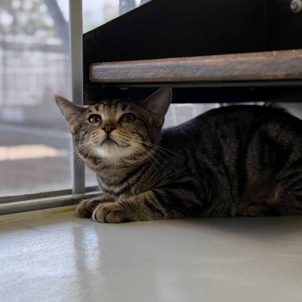 Cyber Stalking, Adoptable, Kitten Female Domestic Short Hair.