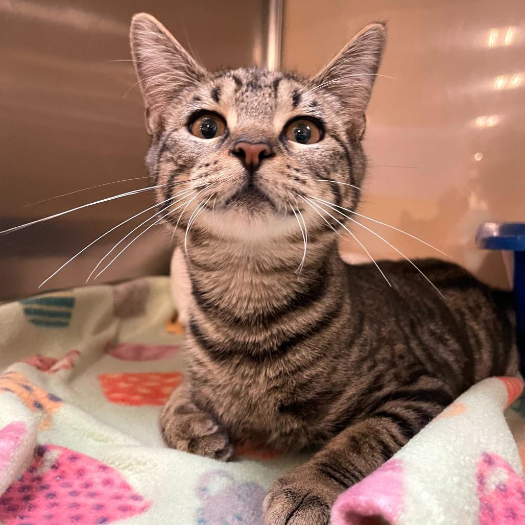 Enlarge Cyber Stalking, a Adoptable Domestic Short Hair in Carencro, LA image 2/6