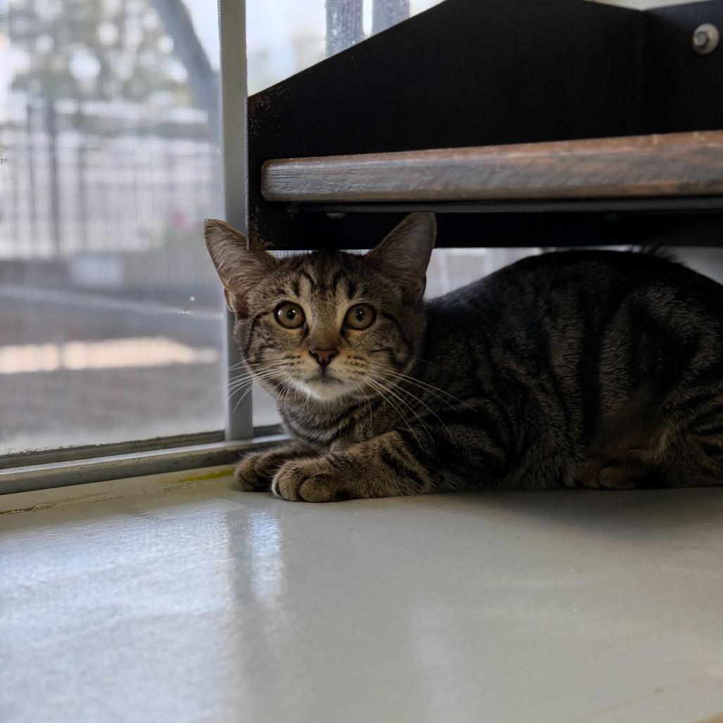 Enlarge Cyber Stalking, a Adoptable Domestic Short Hair in Carencro, LA image 3/6