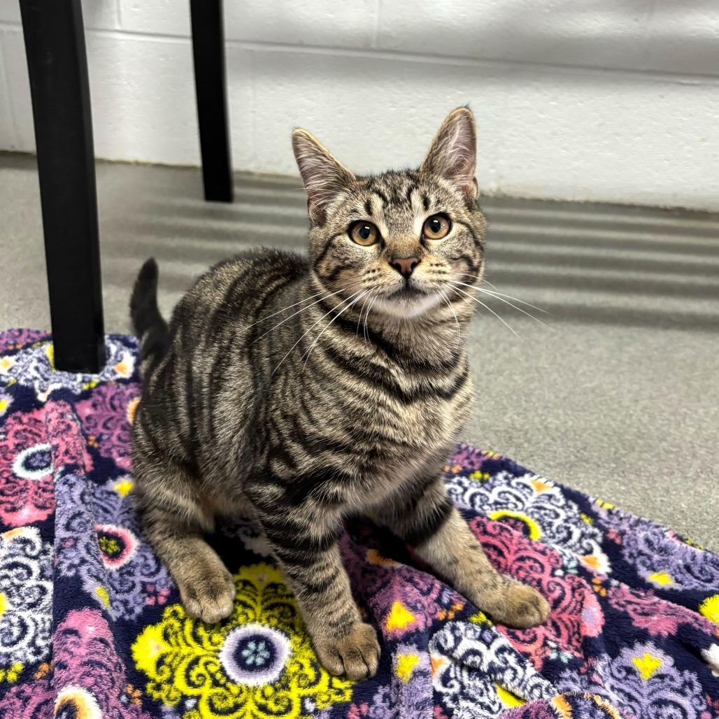 Enlarge Cyber Stalking, a Adoptable Domestic Short Hair in Carencro, LA image 4/6